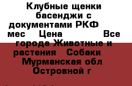 Клубные щенки басенджи с документами РКФ - 2,5 мес. › Цена ­ 20 000 - Все города Животные и растения » Собаки   . Мурманская обл.,Островной г.